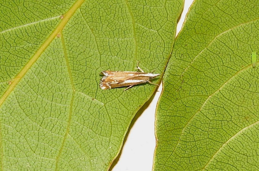 Catoptria corsicella (Duponchel 1836)